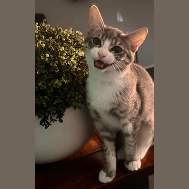 Photo of Sassy