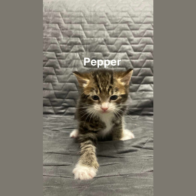 Photo of Pepper