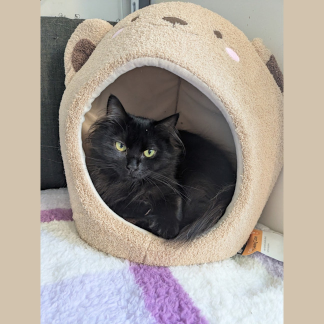 Photo of Belle