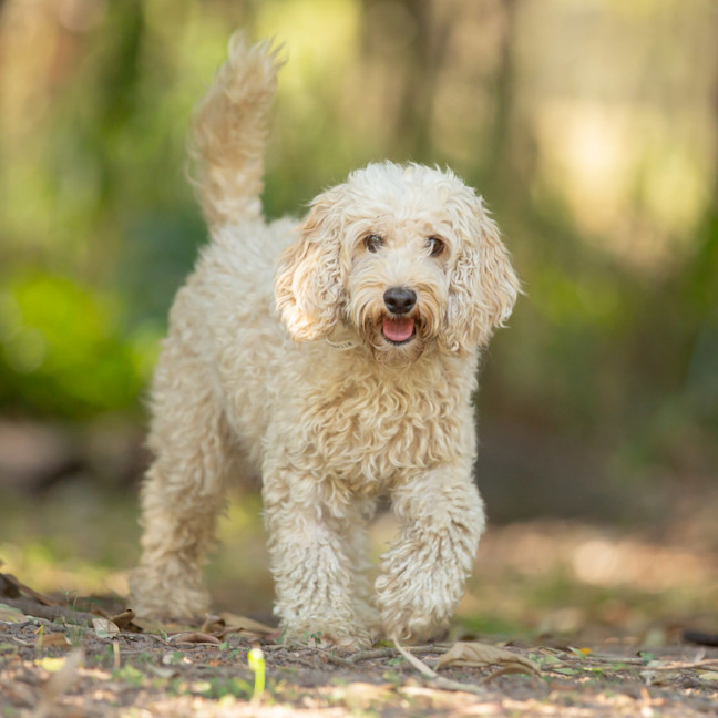 Photo of Willow