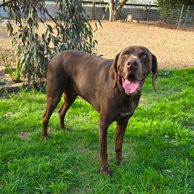 Photo of Huey