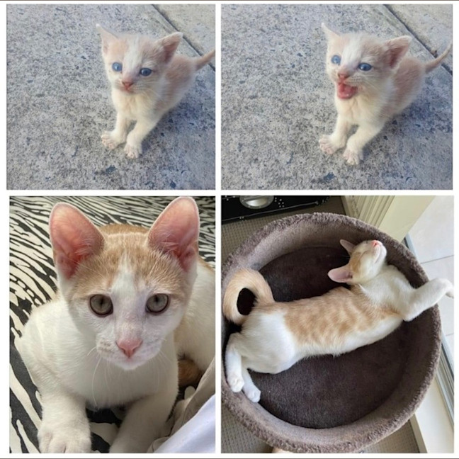 Photo of Peanut