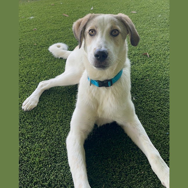 Photo of Fiddle