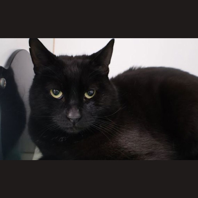 Photo of Brutus