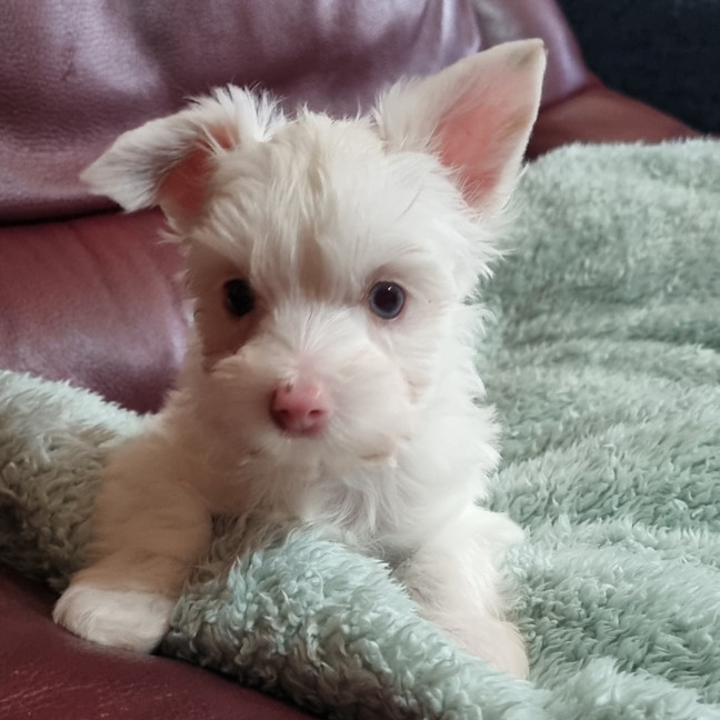 Photo of Dougal