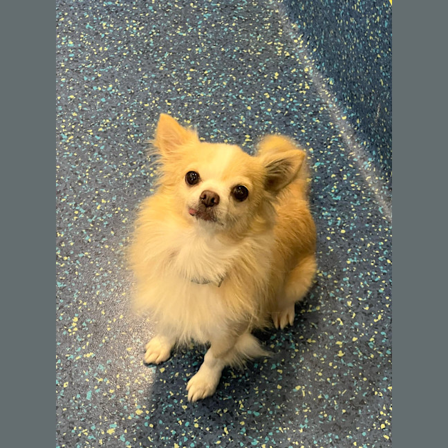 Photo of Casper