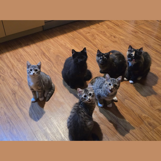 Photo of Liquorice Six