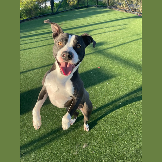 Photo of Hector Imp 1302