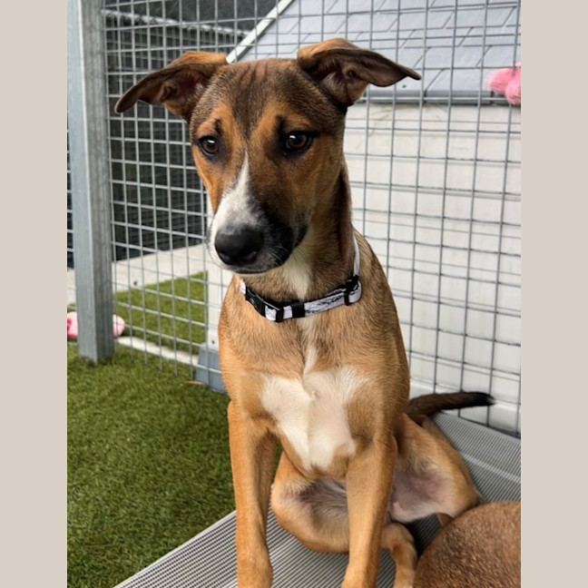 Photo of D1116 Kylie