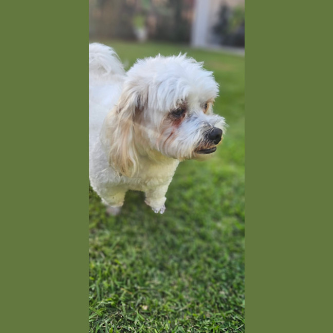 Photo of Cookie 🍪 