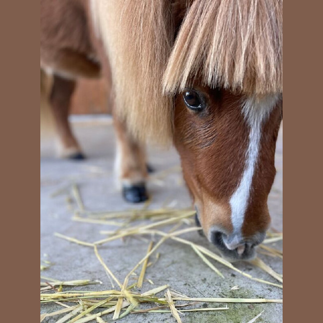 Photo of Rufus