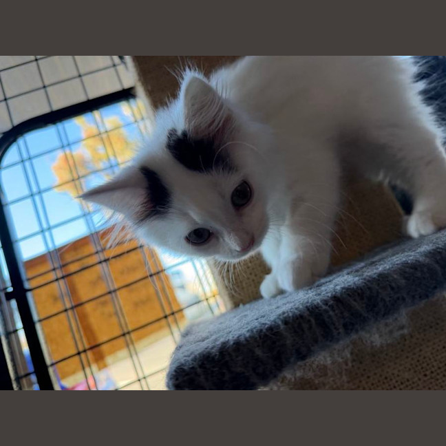 Photo of Marshmallow