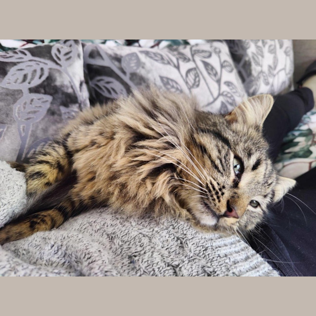 Photo of Aurelian Silvanus