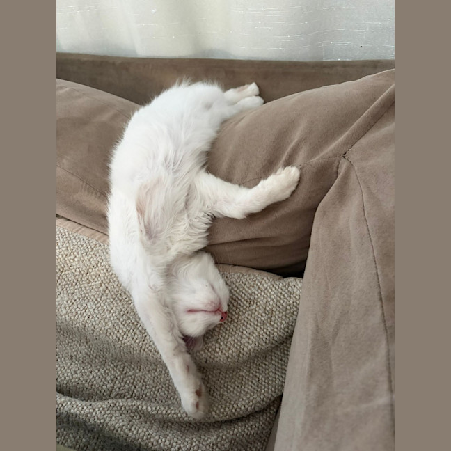Photo of Yuki