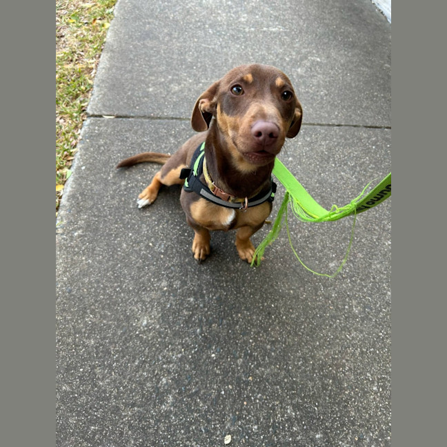 Photo of Banjo