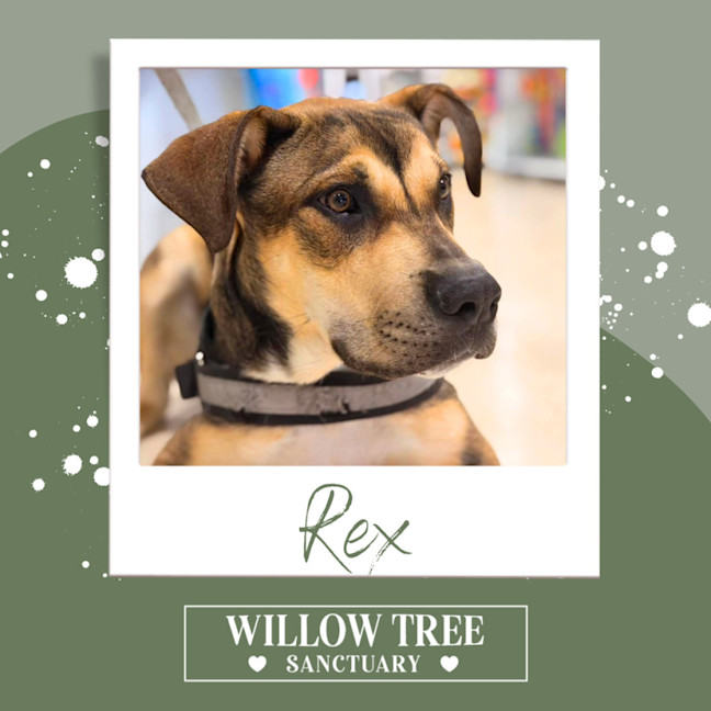 Photo of Rex