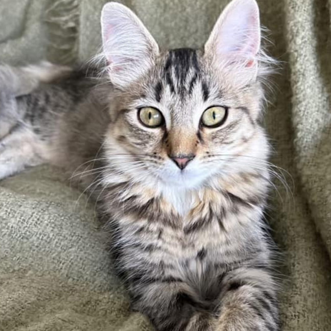 Photo of Rizzo