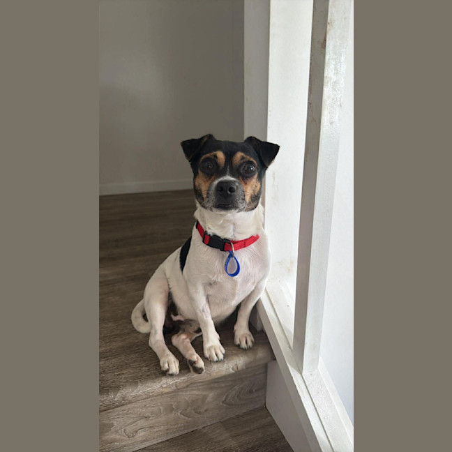 Photo of Oscar   6 Year Old Chihuahua X