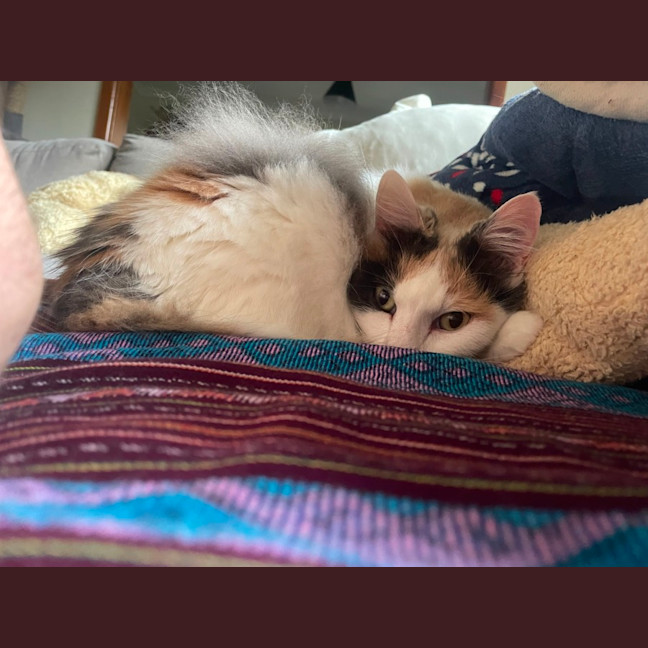 Photo of Katana