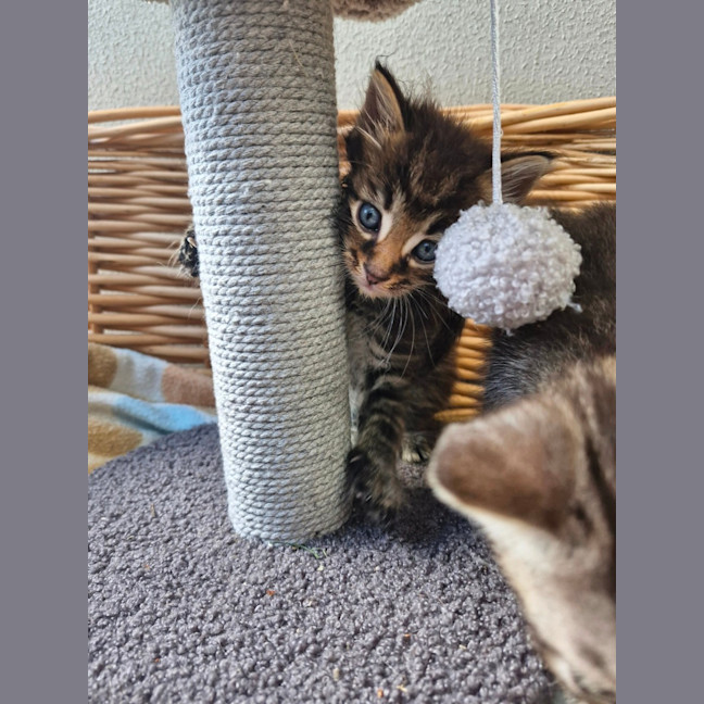 Photo of Echidna (Kid)