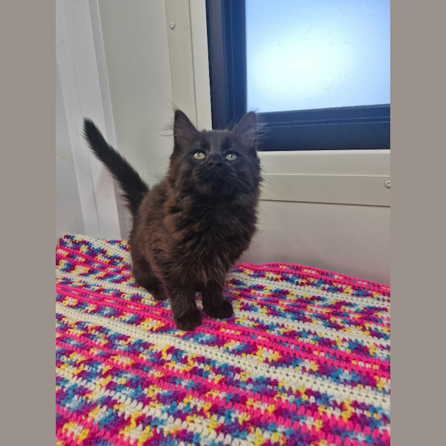 Photo of Sabrina   Petstock Invermay