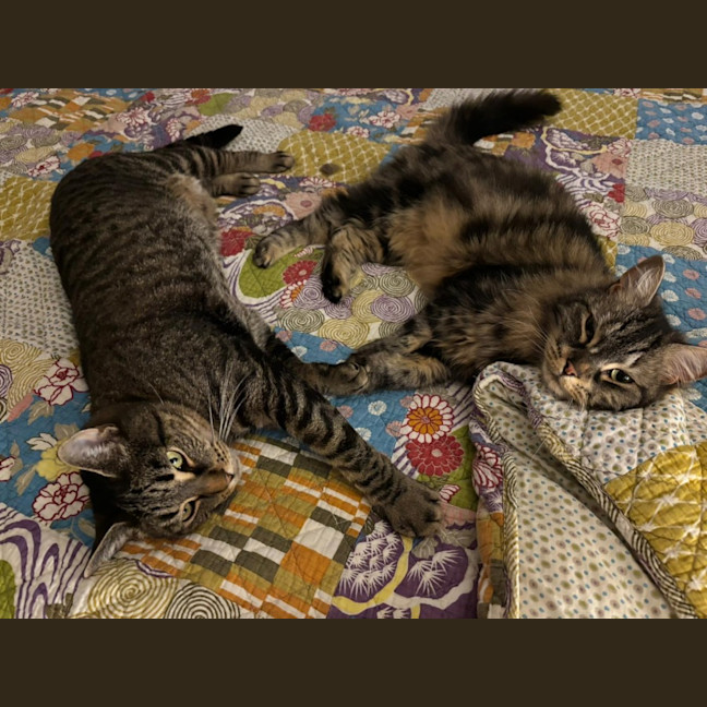 Photo of Bessie & Patch