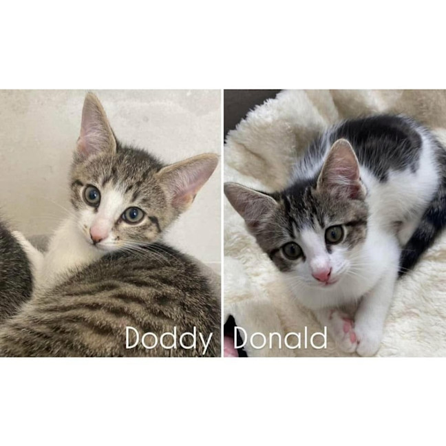 Photo of 11572   Doddy 