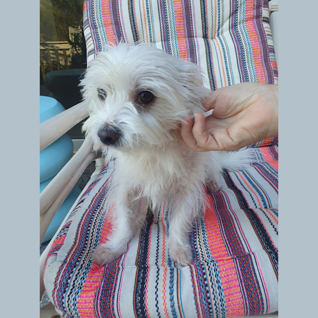 Photo of Poppy