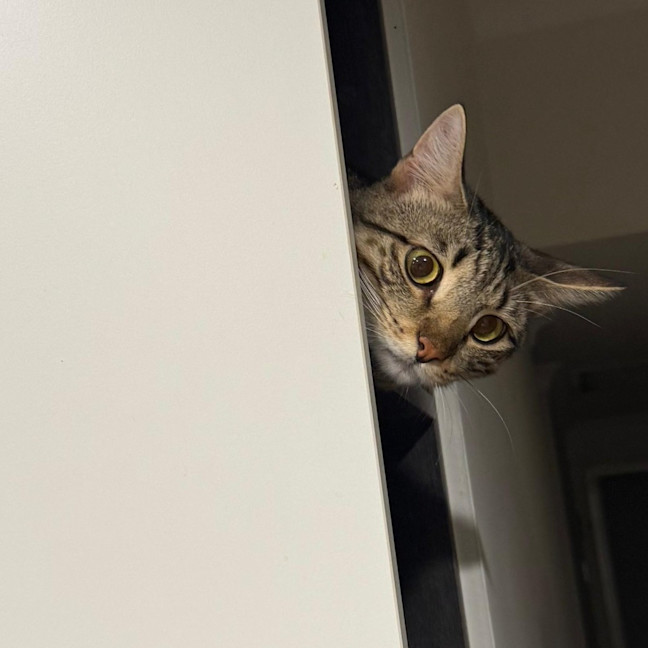 Photo of Chilli