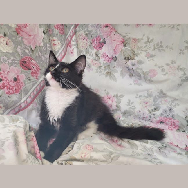 Photo of Jaxson 🖤