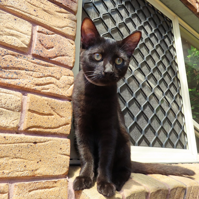 Photo of Smokie (K49)