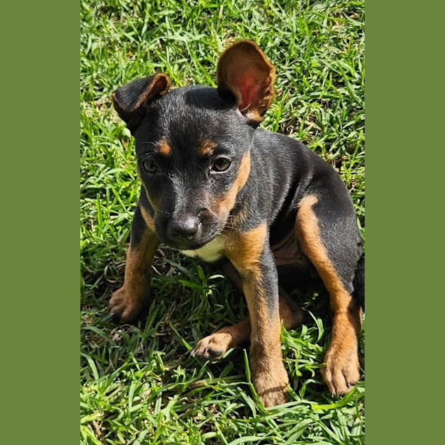 Photo of Panini