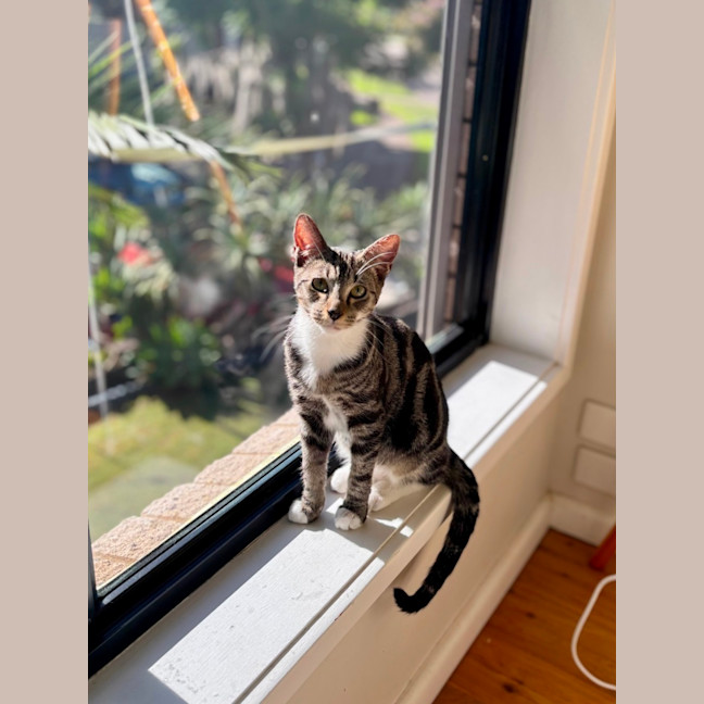 Photo of Oscar