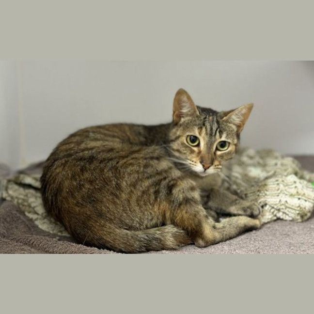 Photo of Clover