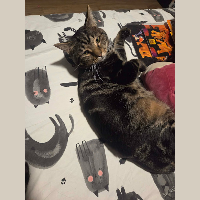 Photo of Buddy