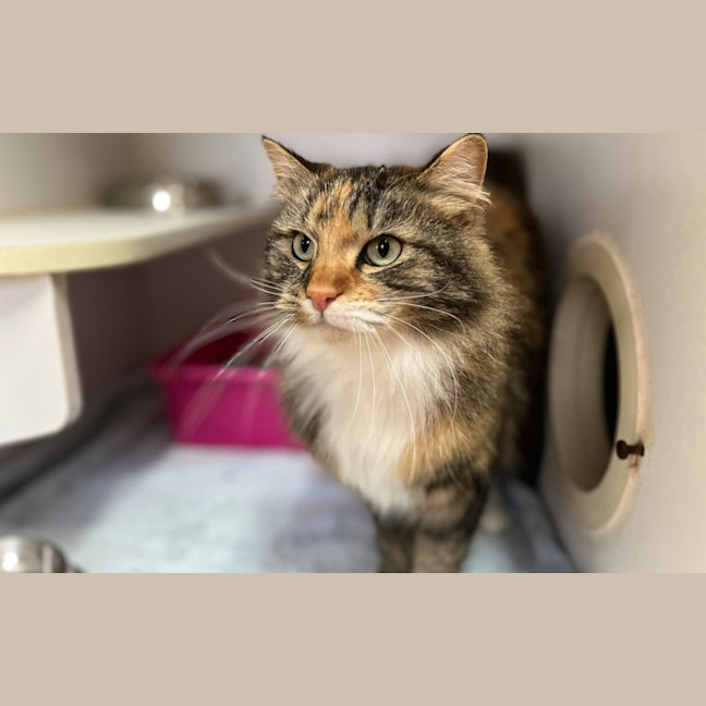 Photo of Nala