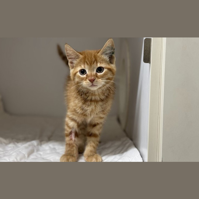 Photo of Roo