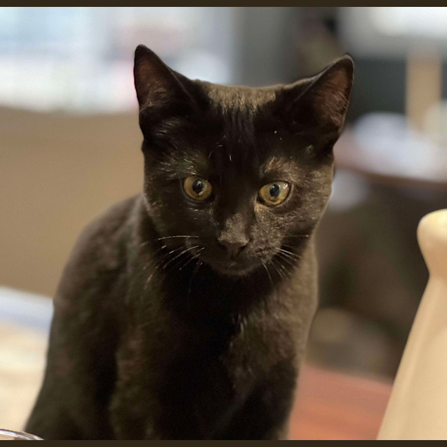 Photo of Pepper
