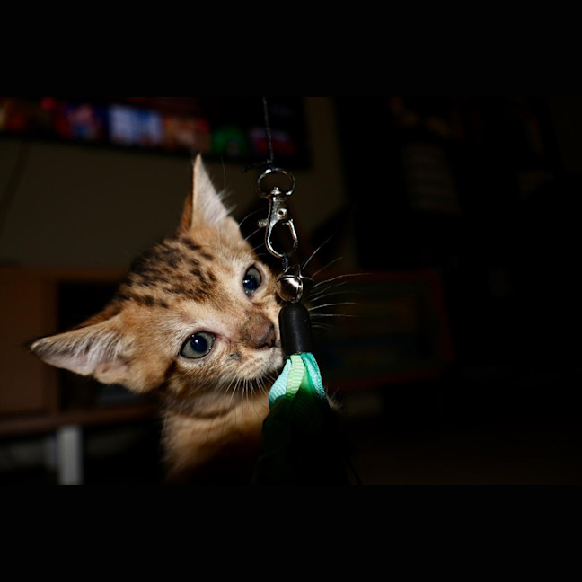 Photo of Fudge