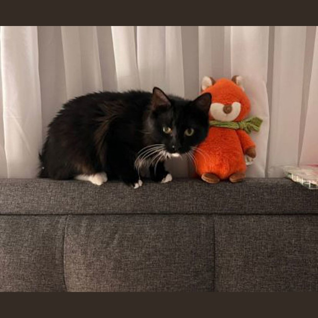 Photo of Ollie