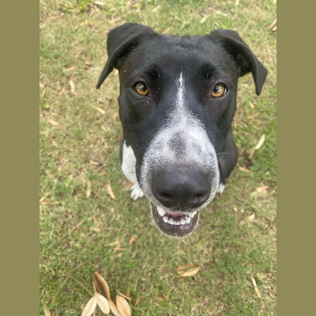 Photo of Oreo