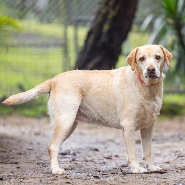 Photo of Willow