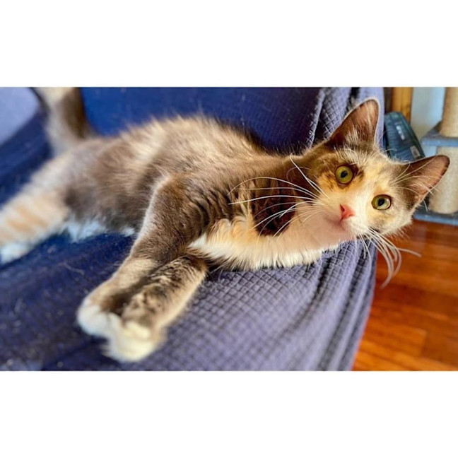 Photo of 11729   Smidge