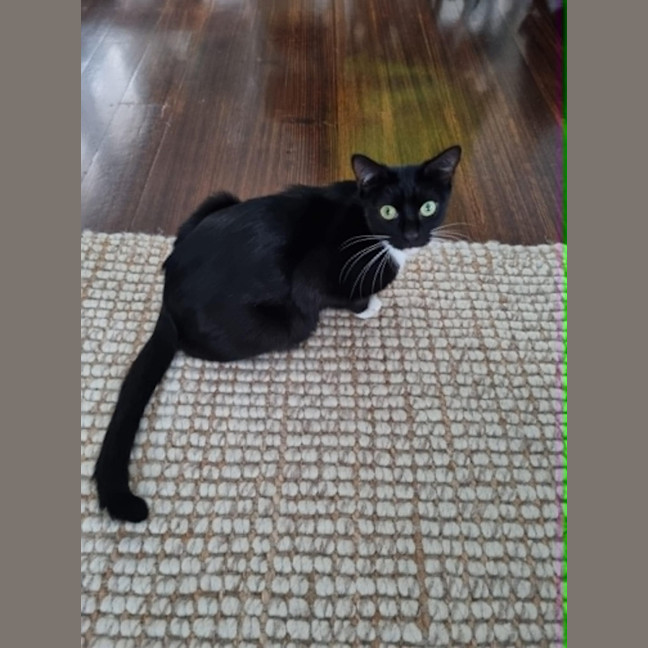 Photo of Poppy**2nd Chance Cat Rescue**