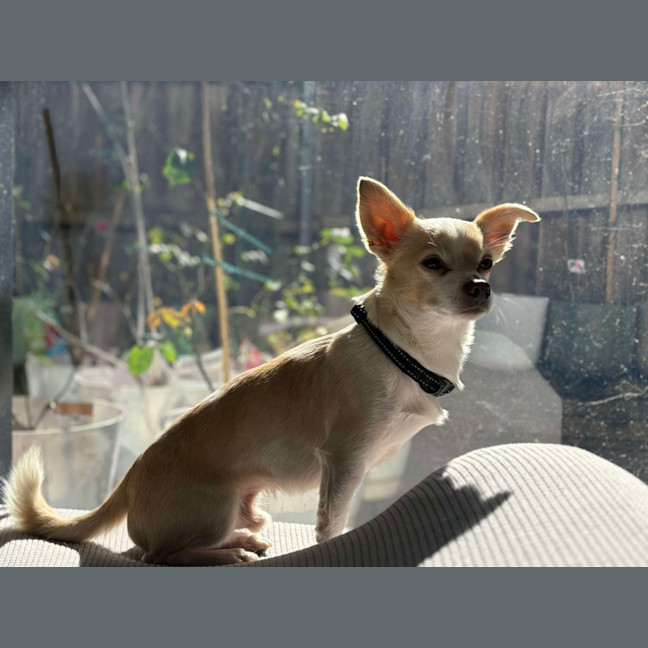 Photo of Jax