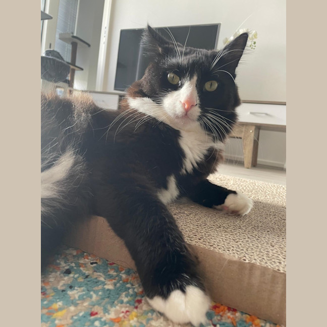 Photo of Inky