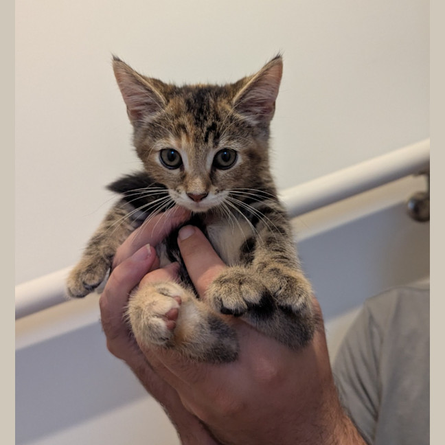 Photo of Blanche Golden