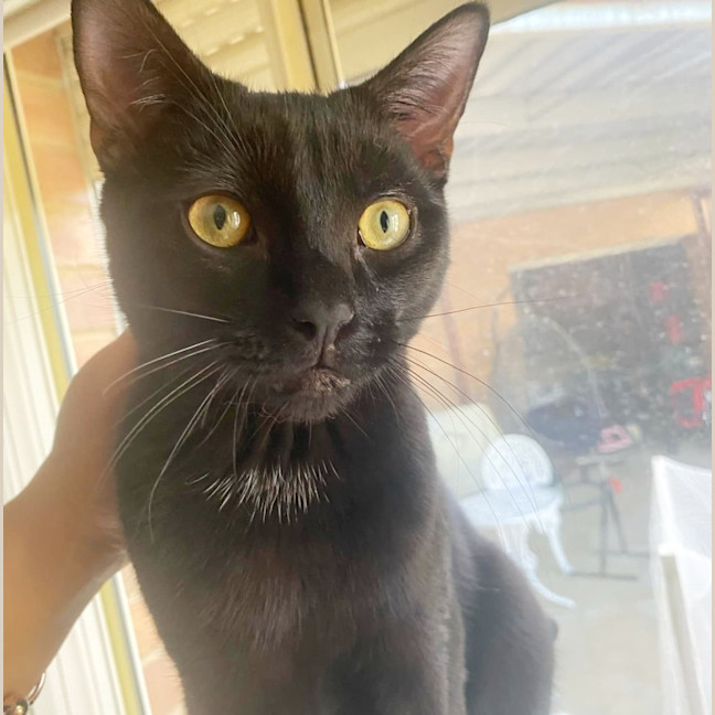 Photo of Bort 🖤