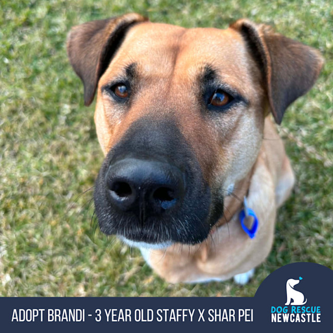 Photo of Brandi   3 Year Old Staffy X Shar Pei