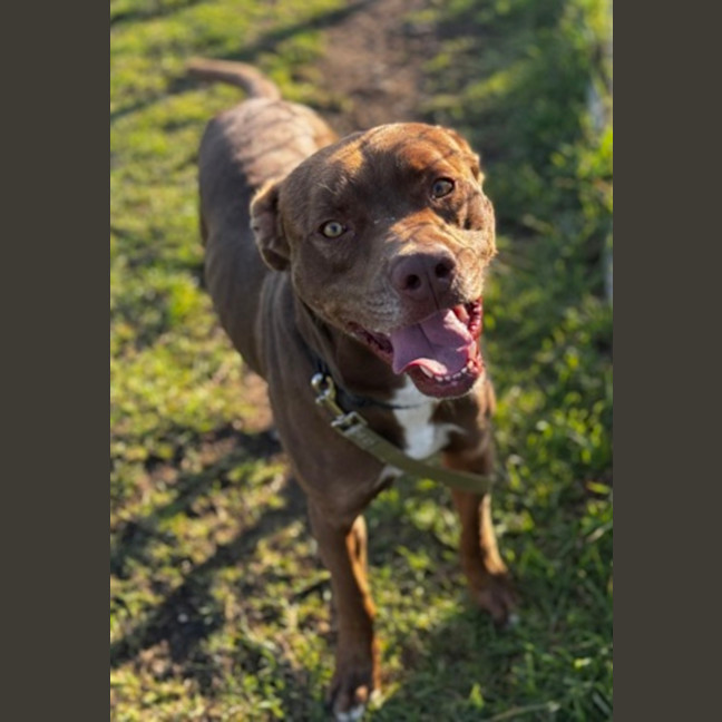 Photo of Ceasar (68949)